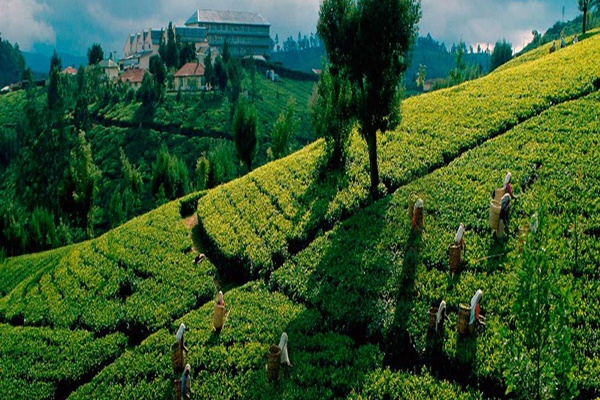 Sri Lanka’s tea industry sees modest recovery as auction offerings cross 6 million kg