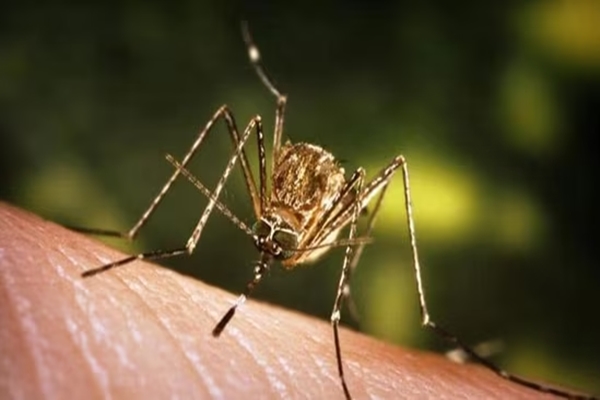 Delhi: MCD directs District Health Officials to intensify vector control measures following Japanese Encephalitis case in Bindapur