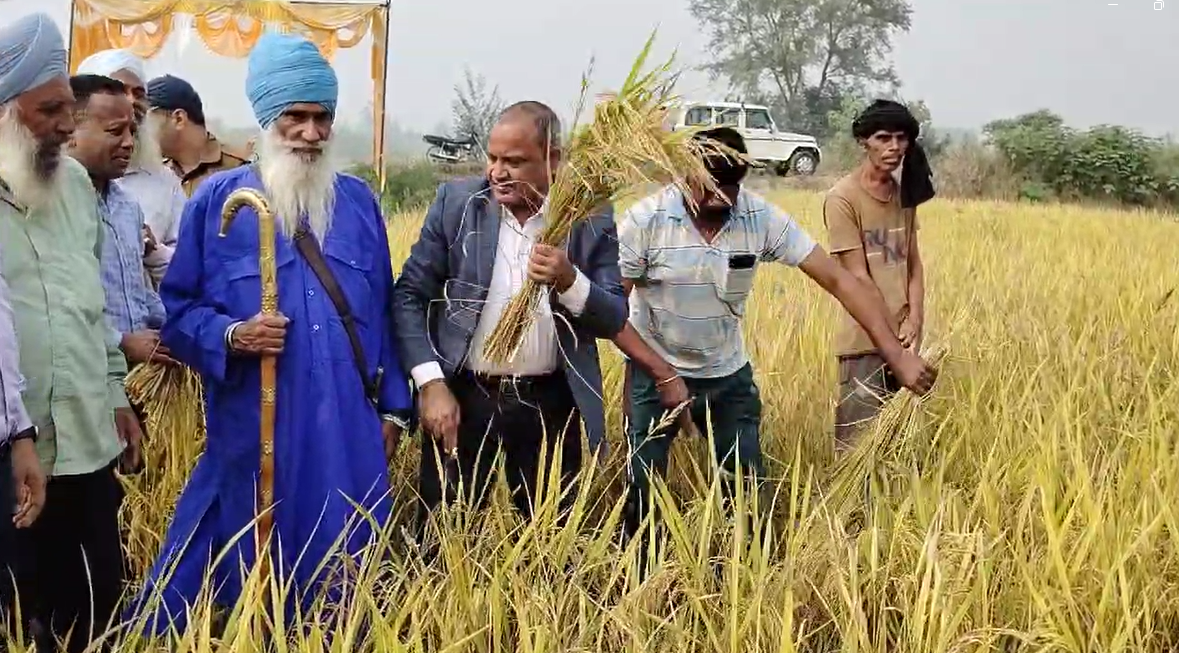 रुद्रपुर के ग्राम अमरपुर में धान फसल की क्रॉप कटिंग
