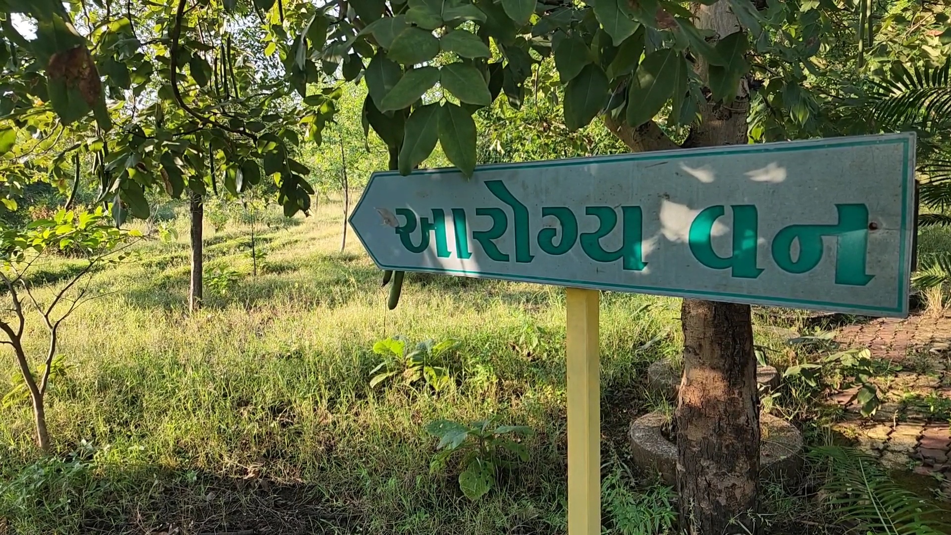તાપી જિલ્લા વન વિભાગ દ્વારા સોનગઢ તાલુકાના કિકાકુઈ ખાતે બનાવાયેલા સ્વર્ણિમ તાપી વનમાં વિવિધ ઔષધીઓ વનસ્પતિઓનું રોપણ કરાયું