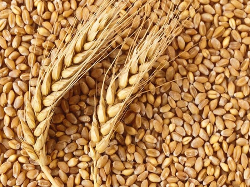 Rabi crop sowing exceeded 493 lakh hectares