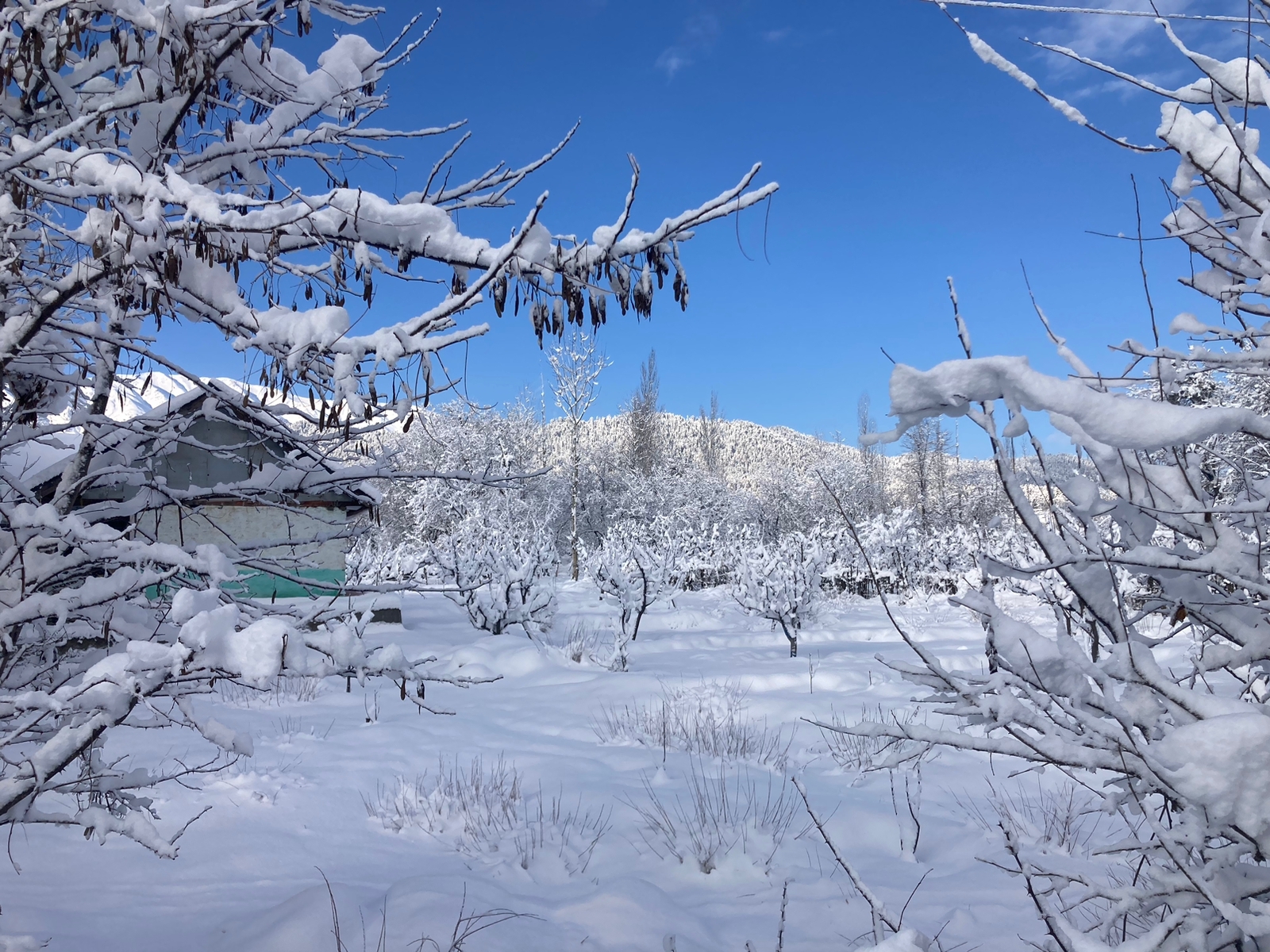 Himachal Pradesh all set to welcome the New Year 2025 amid snowfall