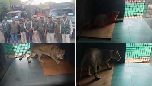 Madhya Pradesh receives Gir Lions from Gujarat under Animal Exchange Programme
