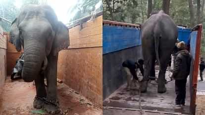 लखनऊ के रहमान खेड़ा में बाघ को पकड़ने के लिए दुधवा टाइगर रिजर्व से दो हथिनी लखनऊ लायी गई