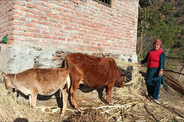 करसोग में 3 रुपये प्रति किलो की दर से गोबर खरीद शुरू, किसान पशुपालक होने लगे लाभान्वित