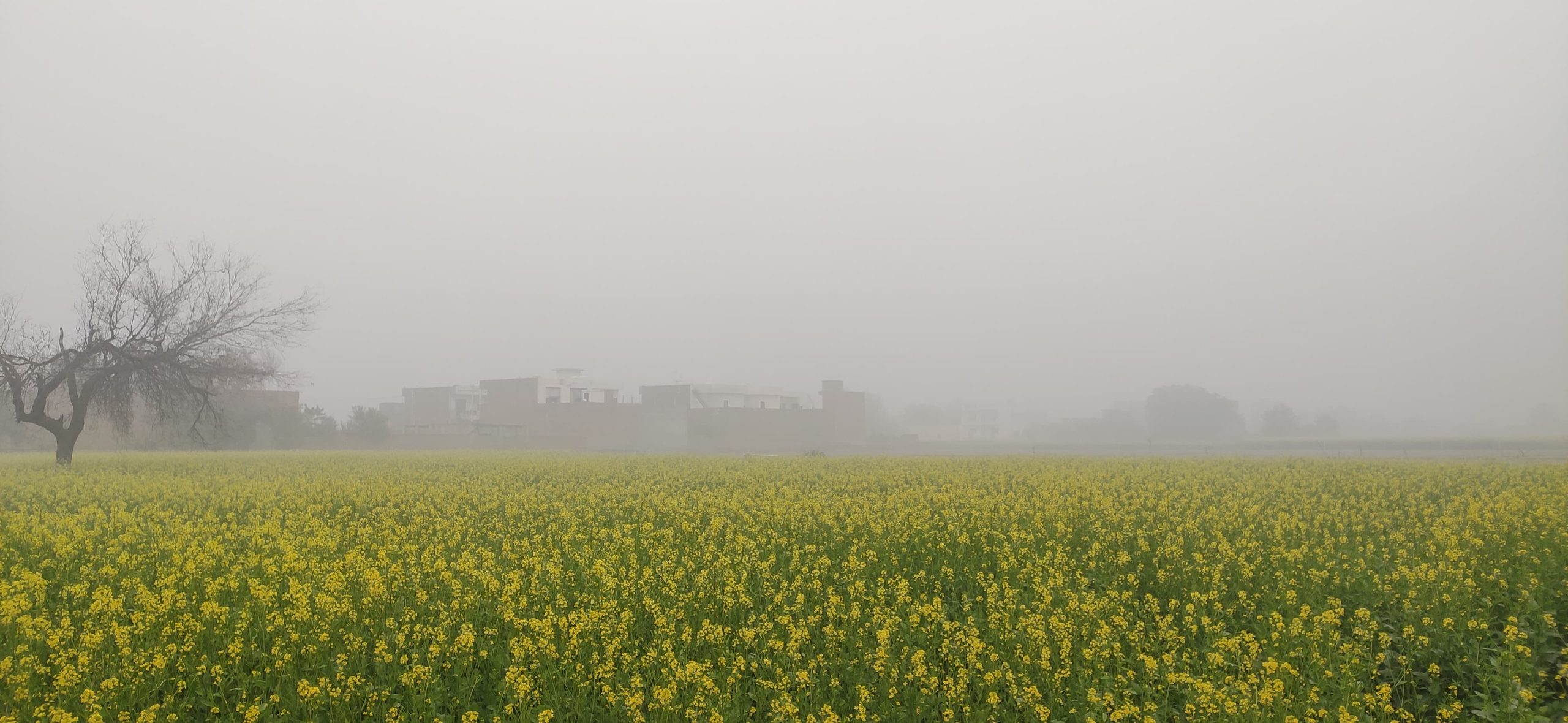 शीतलहर के प्रकोप के चलते कड़ाके की ठंड और घने कोहरे की चपेट में बिहार
