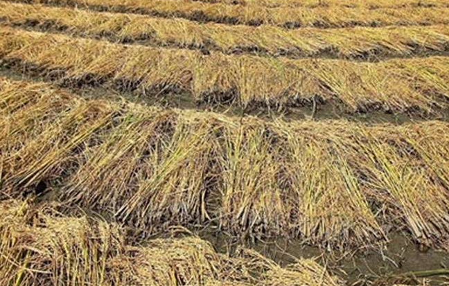 संसदीय समिति ने फसलों की तरह पराली के लिए भी एमएसपी निर्धारित करने की सिफारिश की