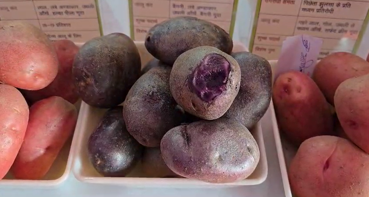 17वीं कृषि विज्ञान कांग्रेस प्रदर्शनी में आलू की नवीनतम प्रजातियां रही आकर्षण का केंद्र