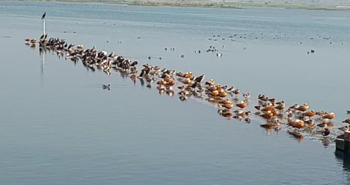 आसन झील में प्रवास पर आए विदेशी पक्षी अब वापस लौटने लगे हैं