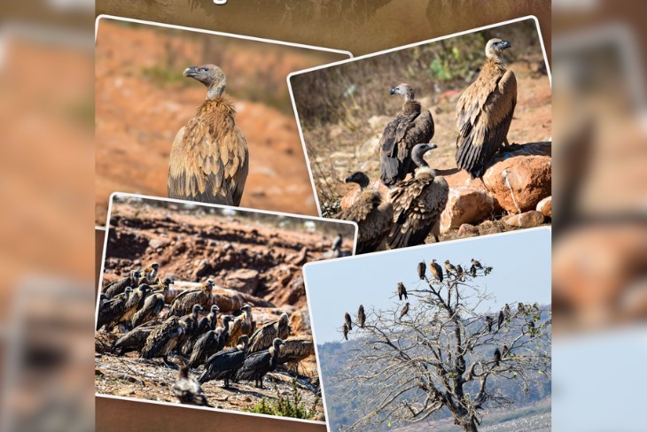 Madhya Pradesh becomes the state with highest number of vultures in country
