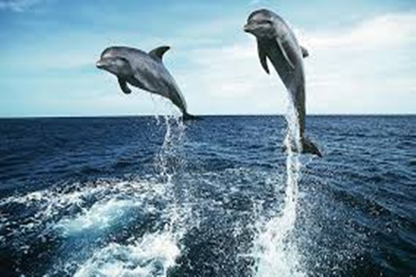 પ્રધાનમંત્રી નરેન્દ્ર મોદીએ વન્યજીવન વ્યવસ્થાપનમાં મદદ કરવા પરંપરાગત જ્ઞાન અને યાંત્રિક બુદ્ધિમત્તાનો વધુ ઉપયોગ કરવા હાકલ કરી.