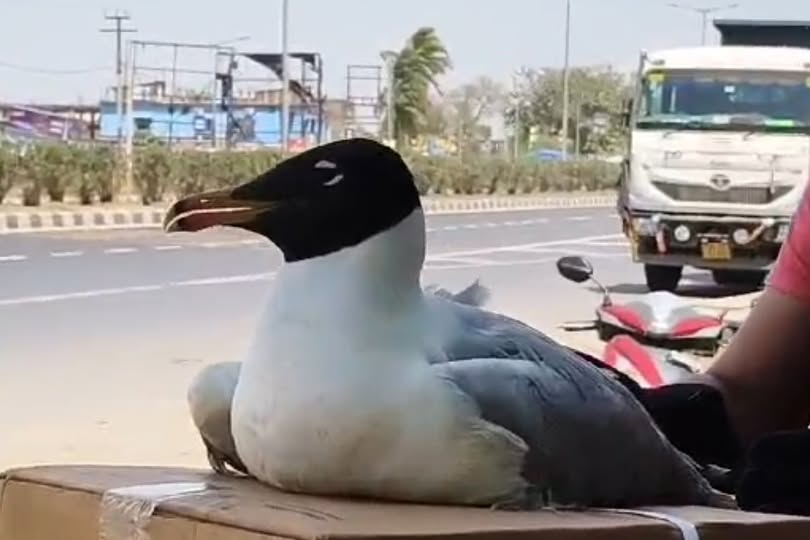 মালদা জেলার গাজলের করকচ এলাকায় হোসেনপুর থেকে মেডিটেরিয়ান গাল বা প্যালাস গাল প্রজাতির পাখি উদ্ধার হয়েছে।