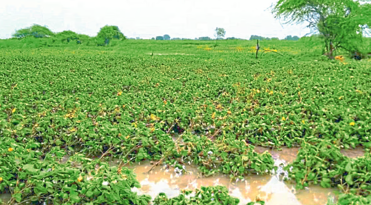 शेतकऱ्यांना नुकसान भरपाई देण्यासाठी सरकार सकारात्मक
