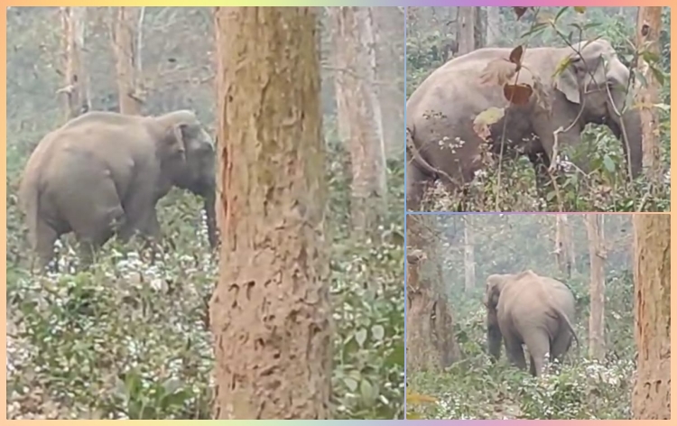 વન્યજીવ પ્રત્યેની સંરક્ષણ અને સંવર્ધનની નીતિને પરિણામે રાજ્ય એશિયાઈ સિંહ, યાયાવર પક્ષીઓ સહિત અનેક અબોલ જીવ માટે સૌથી ‘સુરક્ષિત’ રહેઠાણ બન્યું