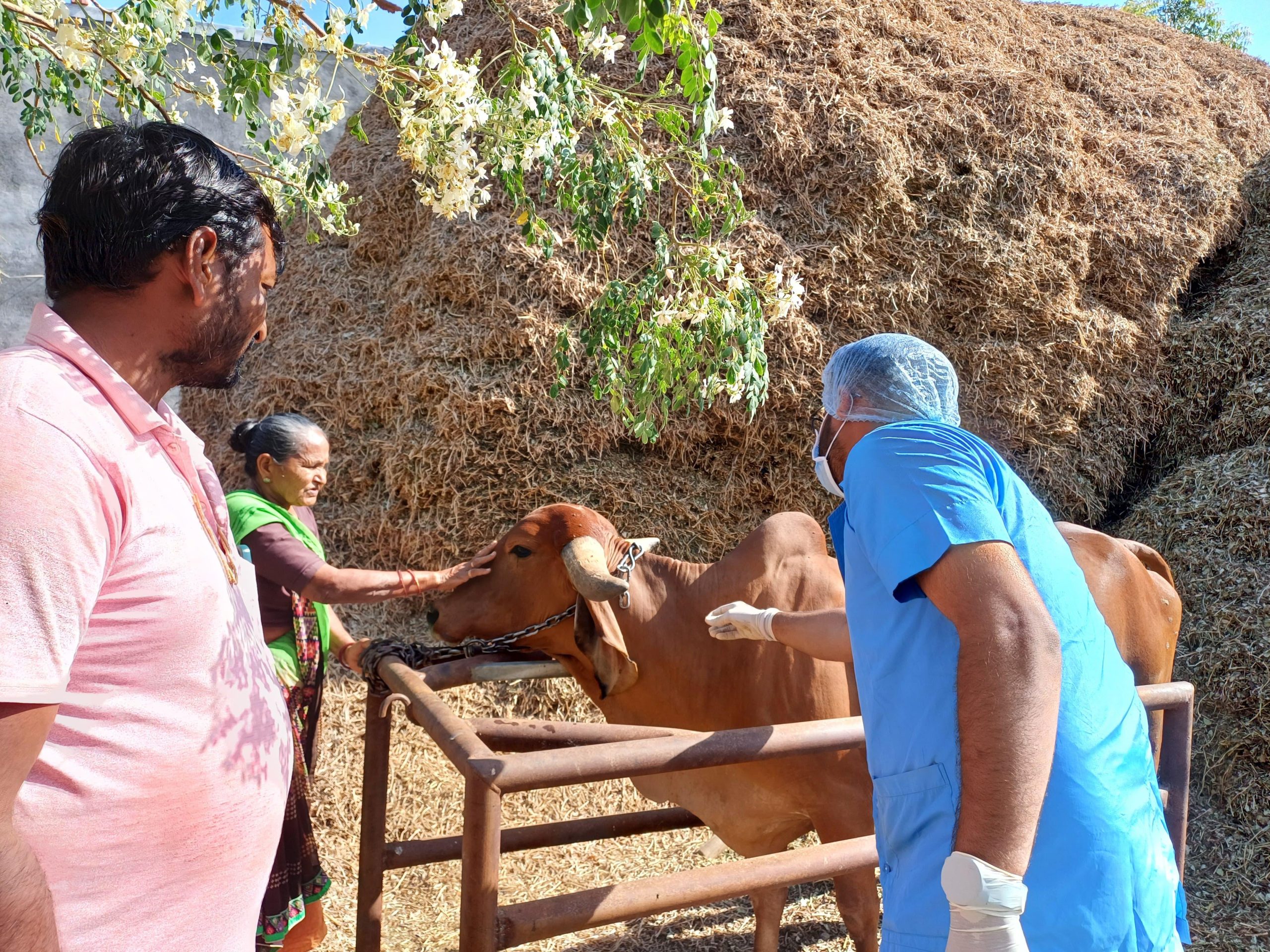 જામનગરમાં ગાય અને ભેંસ વર્ગના પશુઓમાં “ખરવા-મોવાસા રોગ અટકાવ રસીકરણ” કાર્યક્રમ અન્વયે છઠ્ઠા રાઉન્ડનો પ્રારંભ થયો