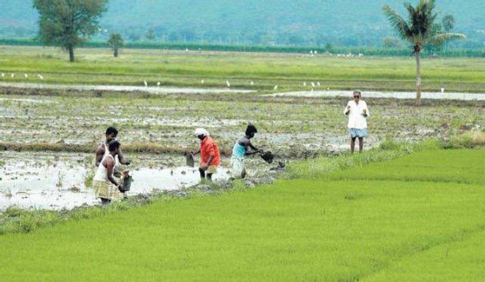 দৰং জিলাত বিকশিত কৃষি সংকল্প অভিযান ২০২৫ৰ কাৰ্যসূচীৰ সামৰণি
