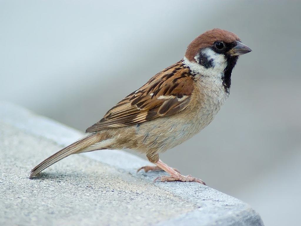 આજે વિશ્વ ચકલી દિવસ પ્રસંગે ડાંગ જિલ્લાના વન વિભાગ દ્વારા બર્ડ ફેસ્ટનું આયોજન
