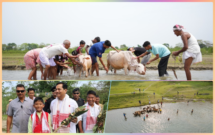ৰাজ্যৰ বিভিন্ন প্ৰান্তত গৰু বিহু পালন