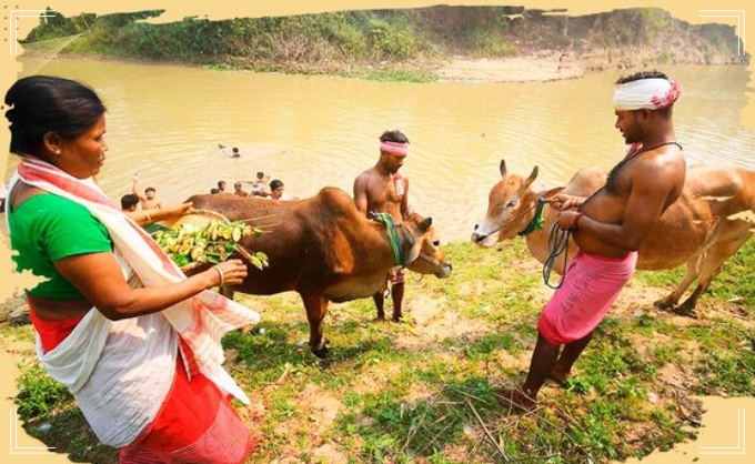 ৰঙালী বিহুৰ প্ৰথম দিনটো গৰু বিহু হিচাপে সমগ্ৰ ৰাজ্যজুৰি পালন