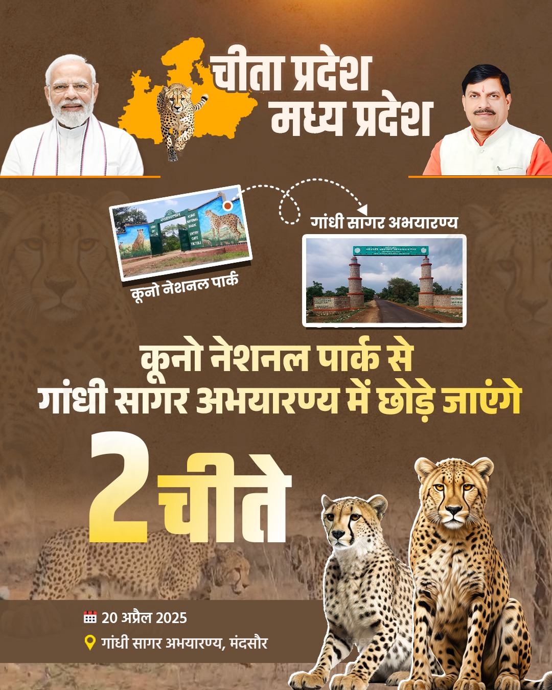 मुख्यमंत्री डॉ. मोहन यादव आज मंदसौर जिले के गाँधी सागर अभयारण्य में 2 चीतों को छोड़ेंगे