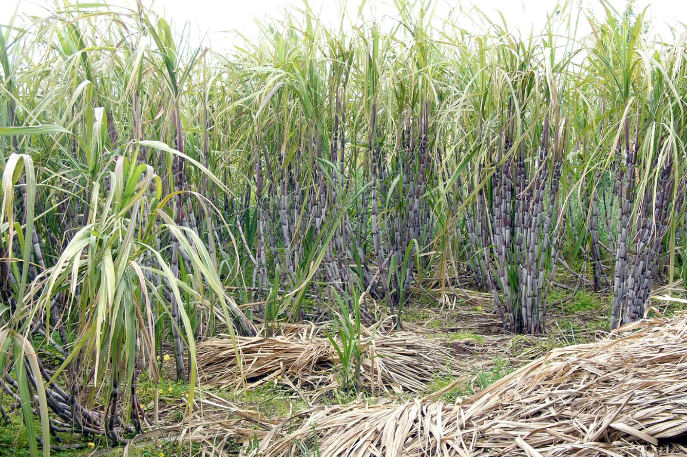 Maharashtra : ऊस गाळप हंगाम अंतिम टप्प्यात