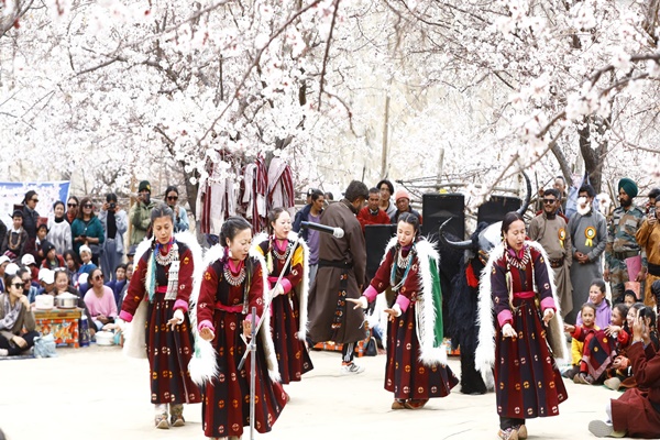 Apricot Blossom Festival 2025 begins in Ladakh