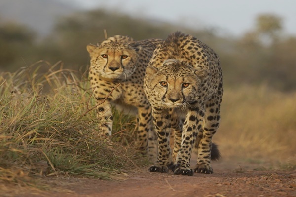 Madhya Pradesh CM Dr. Mohan Yadav Releases Two Cheetahs in Gandhi Sagar Sanctuary