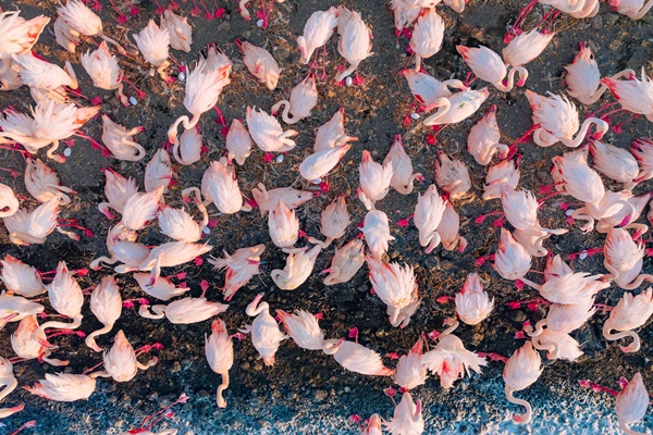 Maharashtra Declares DPS Wetland as Flamingo Conservation Reserve in Navi Mumbai