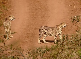 Two cheetahs to be released in MP’s Gandhi Sagar sanctuary today