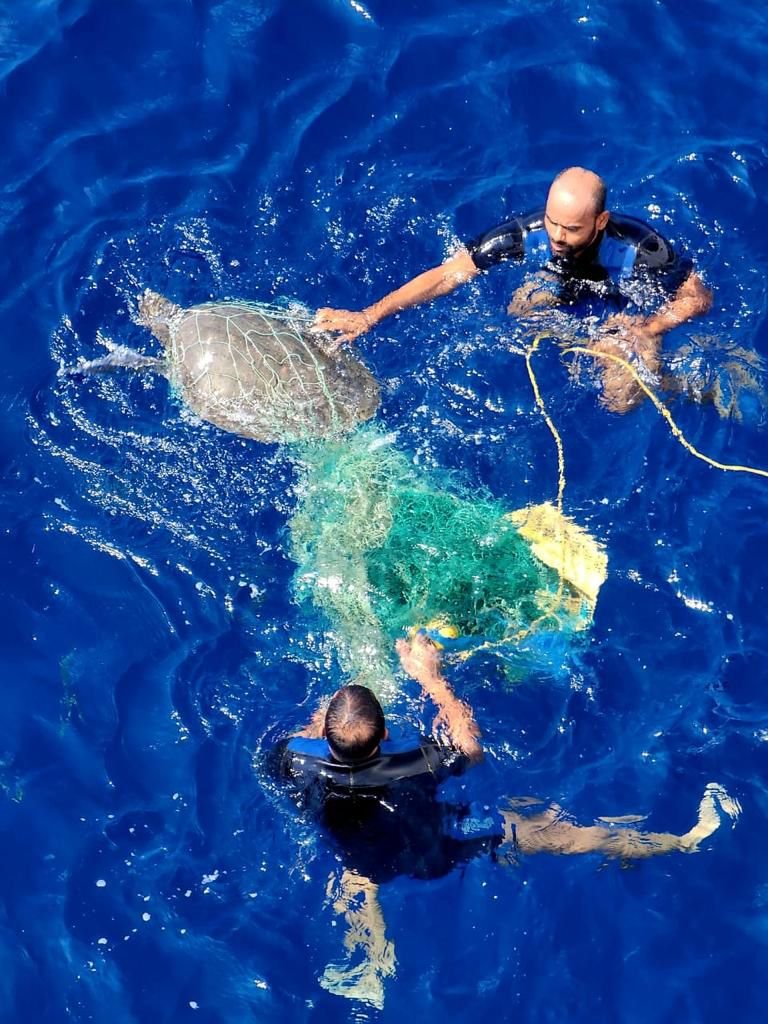 ऑपरेशन ओलिविया: कछुओं के संरक्षण की दिशा में एक सफल पहल