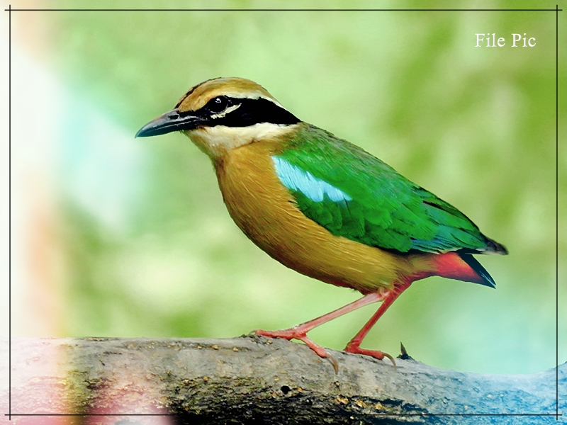 পবিতৰা অভয়াৰণ্যত এগৰাকী বনকৰ্মীয়ে ভাৰতীয় পিট্টা অর্থাৎ নৱৰংগ নামৰ চৰাইটো প্ৰথমবাৰৰ বাবে প্ৰত্যক্ষ কৰে