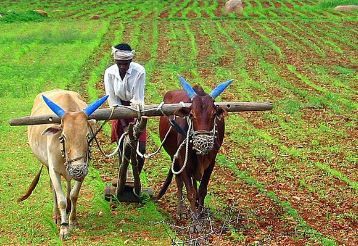 खरीप पिकासाठी शेतकऱ्यांना आवश्यक मदत मिळणार !