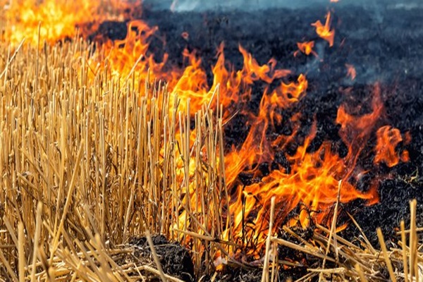 Madhya Pradesh bans stubble burning