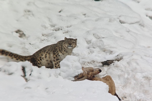 Ladakh: Snow Leopard with Ibex kill sighted for 1st time in Kargil’s Suru Valley