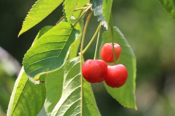 Indian Railways Launches First-Ever Cherry Cargo Service from Katra to Mumbai