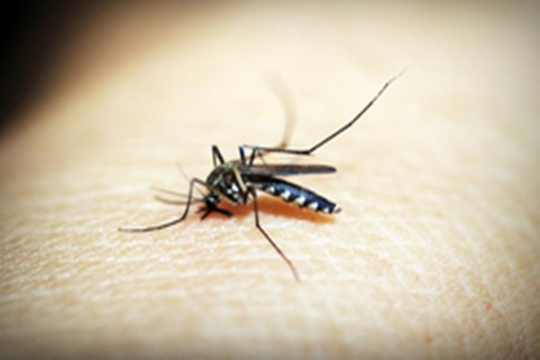 Namibia Reports Over 56,000 Malaria Cases, 95 Deaths Since December