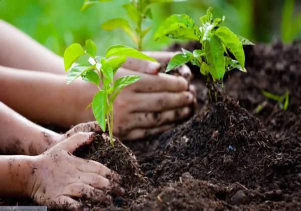 जागतिक पर्यावरण दिनानिमित्त राज्यासह देशभरात वृक्षारोपण
