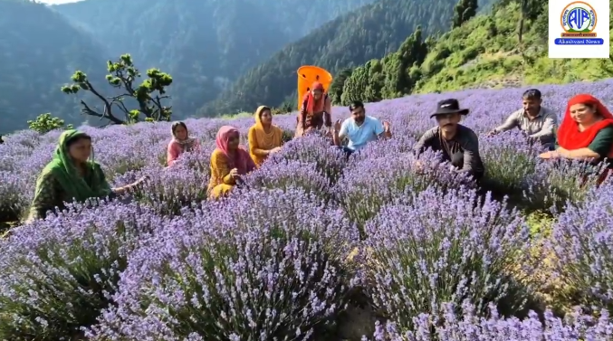 J&K: Third Lavender Festival to begin today at Bhaderwah in Doda district