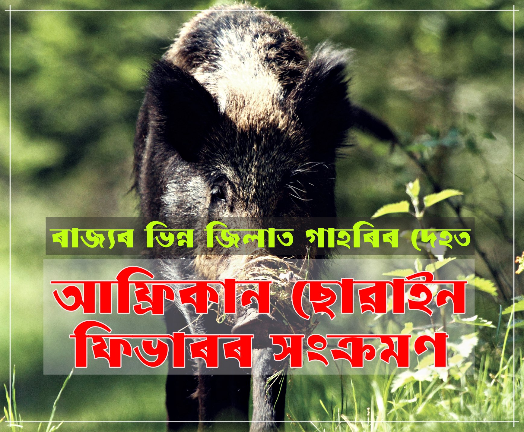 ৰাজ্যৰ কেইবাখনো জিলাত গাহৰিৰ দেহত আফ্রিকান ছোৱাইন ফিভাৰৰ সংক্ৰমণ