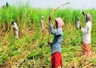 ऊसतोडणी कामगार महिलांच्या आरोग्याची काळजी घेण्यासाठी राबवण्यात येईल ‘आरोग्य मित्र’ उपक्रम