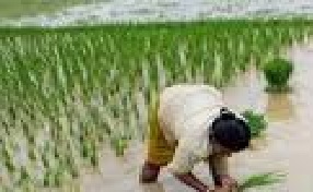 खरीपाच्या पेरण्यांमध्ये देशभरात यंदा १ पूर्णांक ४८ शतांश टक्के वाढ