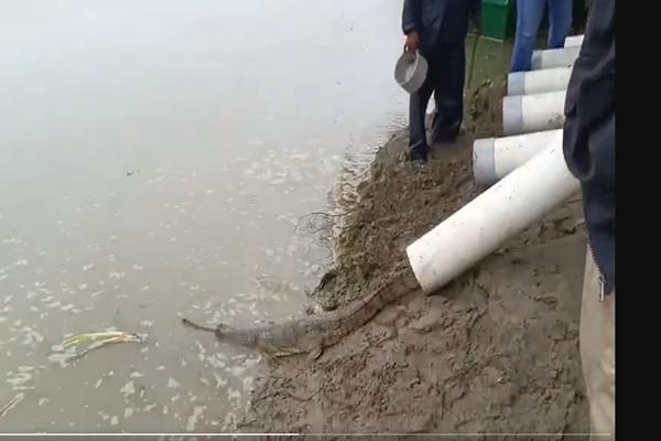 Gharial Species Conservation Programme launched