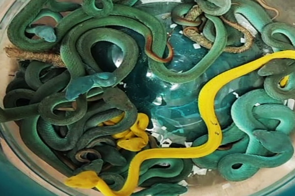 Rare Wildlife Seized in Major Smuggling Bust at Mumbai Airport