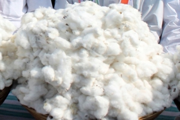 Cotton cultivation sees 20% surge in Punjab