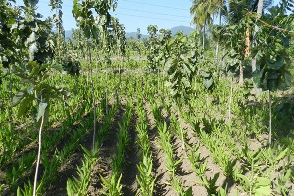 Government issues model rules for felling of trees on agricultural land to promote agroforestry