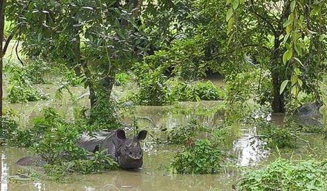 ব্ৰহ্মপুত্ৰৰ বাঢ়নী পানীত কাজিৰঙা ৰাষ্ট্ৰীয় উদ্যানৰ অধিকাংশ প্লাৱিত
