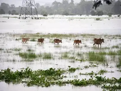 বছৰৰ প্ৰথমটো বানৰ কবলত পবিতৰা অভয়াৰণ্য