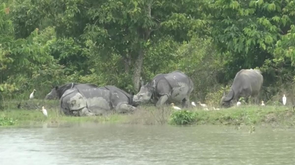 কাজিৰঙাত বন্যপ্ৰাণী উদ্ধাৰ আৰু পুনৰসংস্থাপন কেন্দ্ৰৰ উদ্যোগত হেল্পলাইন নম্বৰ মুকলি