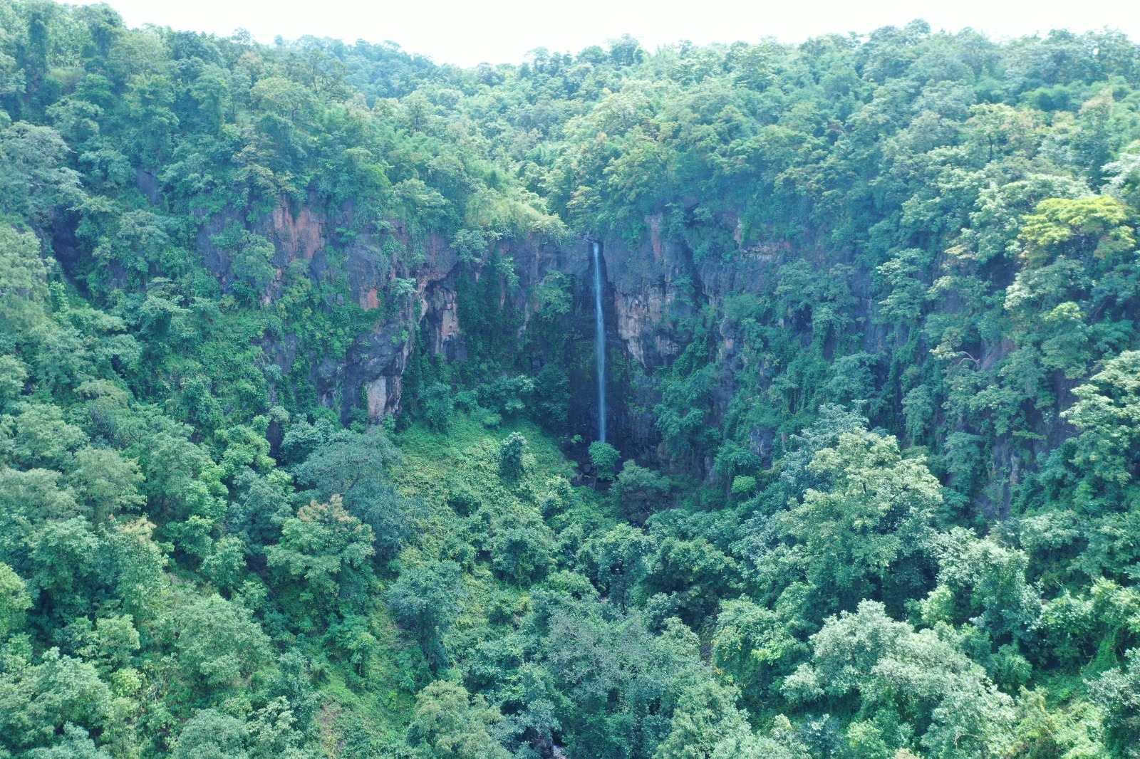 નોટિફાઇડ વન વિસ્તાર બહાર વૃક્ષ આવરણમાં ગુજરાત સમગ્ર દેશમાં અગ્રેસર