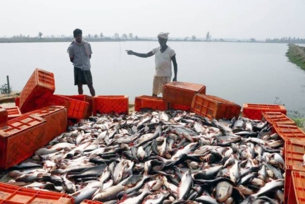 India’s fish production more than doubled in 11 years because of  ‘Blue Revolution’ 